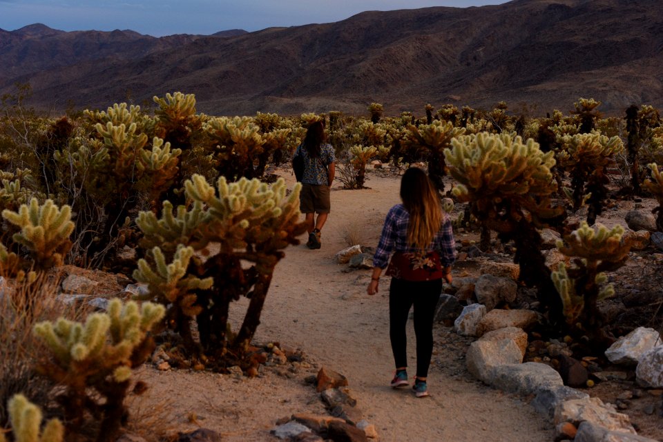 Visitors at the Cholla Cactus Garden