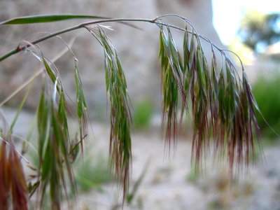 Exotic Invasive Cheatgrass (Bromus tectorum); Hidden Valley
