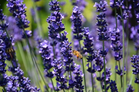 Summer flowers herbs