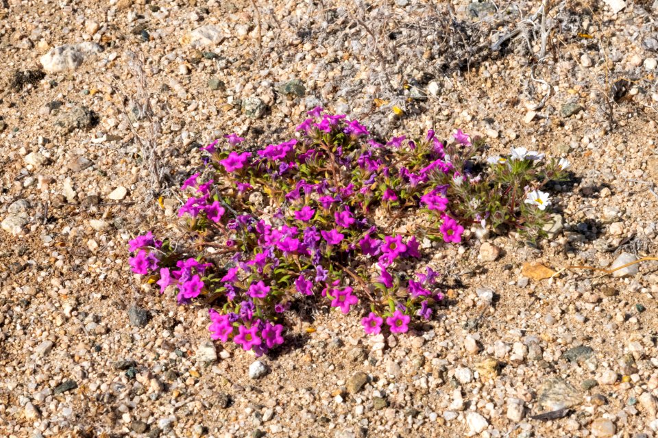 Purplemat (Nama demissa) in the Pinto Basin