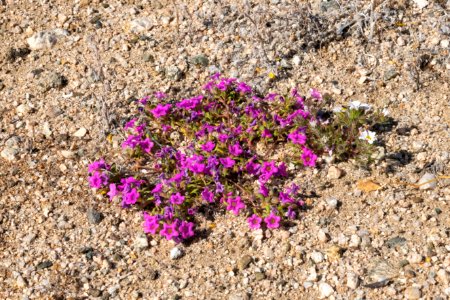 Purplemat (Nama demissa) in the Pinto Basin photo