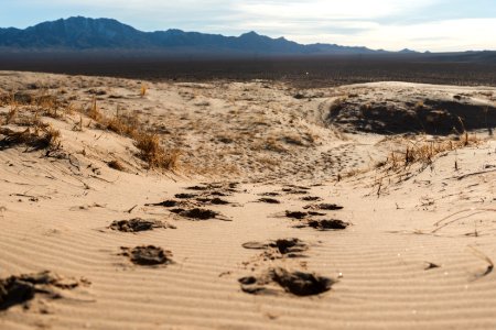 Mojave Preserve Kelso Dunes photo