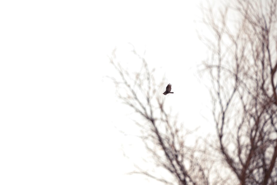 Turkey vulture (Cathartes aura) near Cottonwood Springs