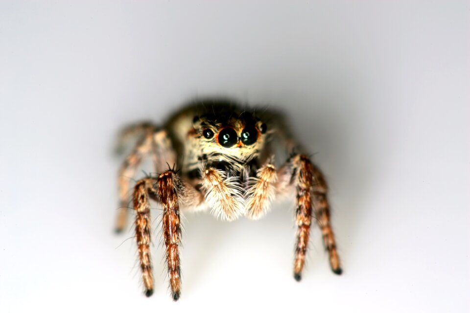 Hopping spiders arthropod arthropoda