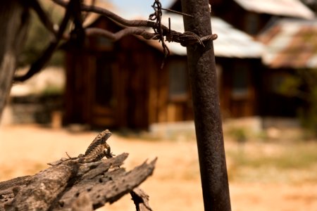 A lizard looks at the main house at Keys Ranch