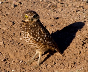 Burrowing Owl photo