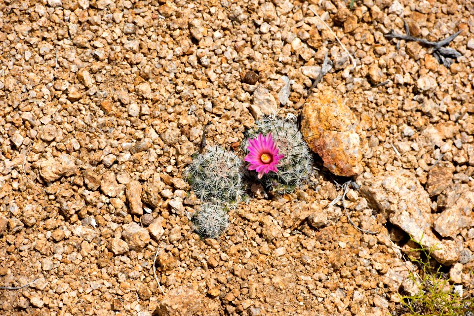 Foxtail cactus