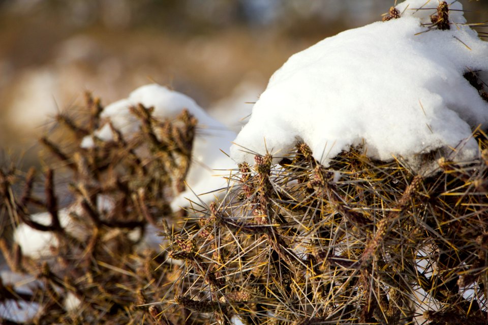 Snowfall on 12/31/14 - Pencil cholla