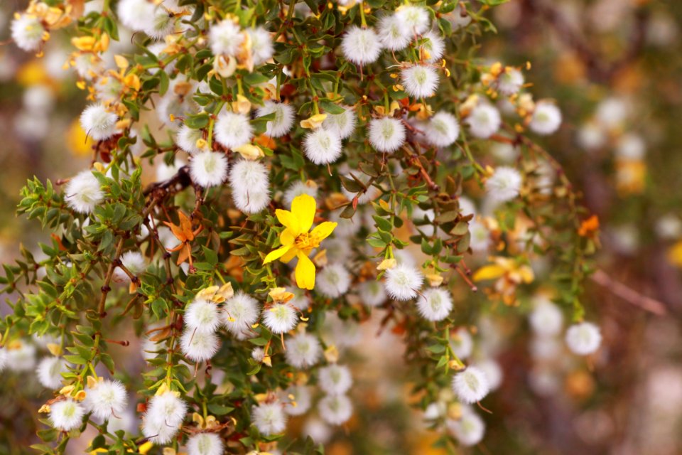 Creosote bush (Larrea tridentata)