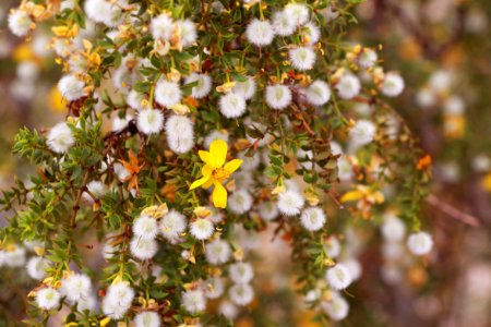 Creosote bush (Larrea tridentata) photo