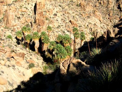 Lost Palms Canyon