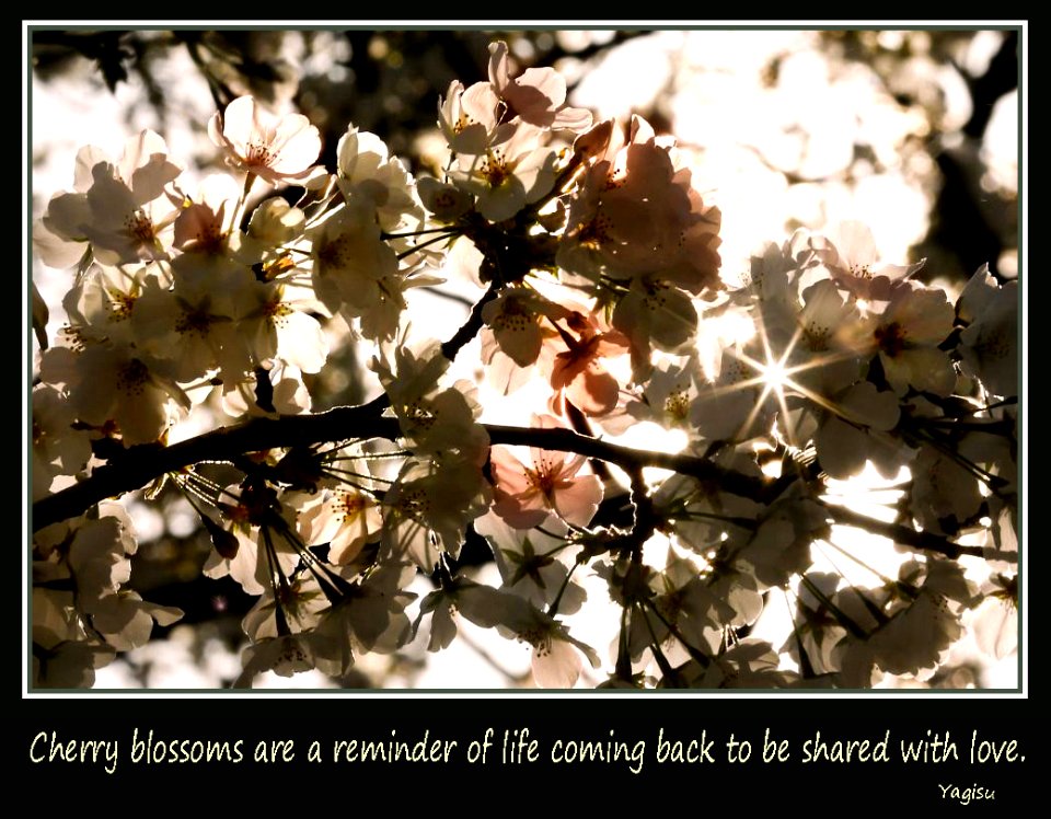 Cherry Blossom Quotation