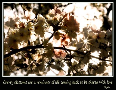 Cherry Blossom Quotation