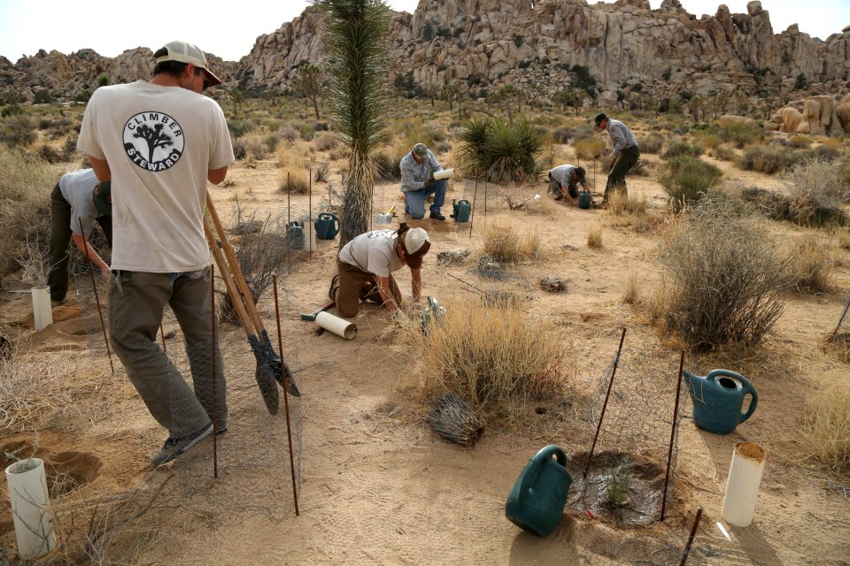 Staff fill holes with native plants near Hemingway Buttress