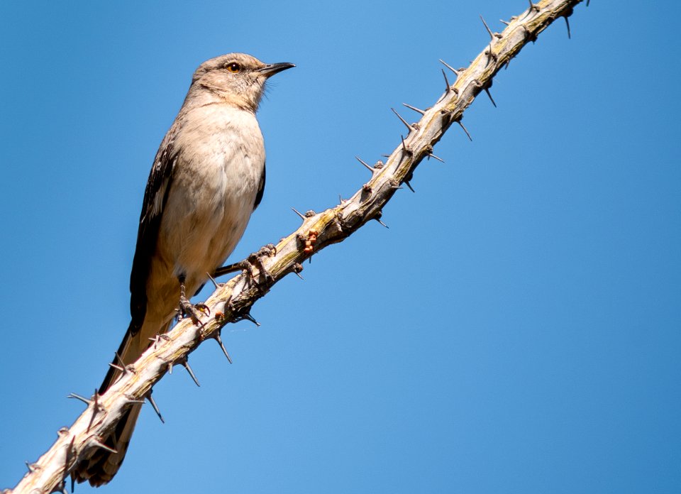 Northern Mockingbird