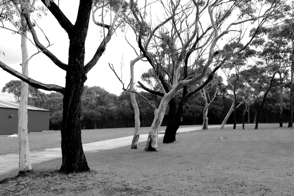 Black and white trees...