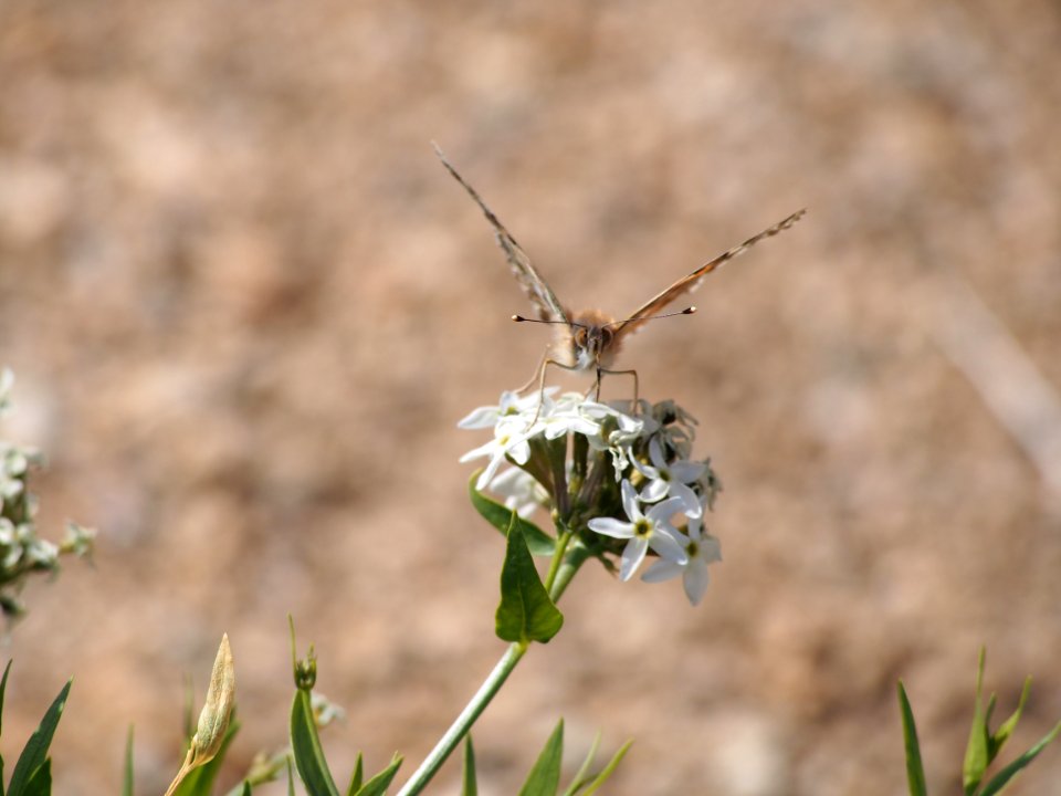 Painted Lady Butterfly photo