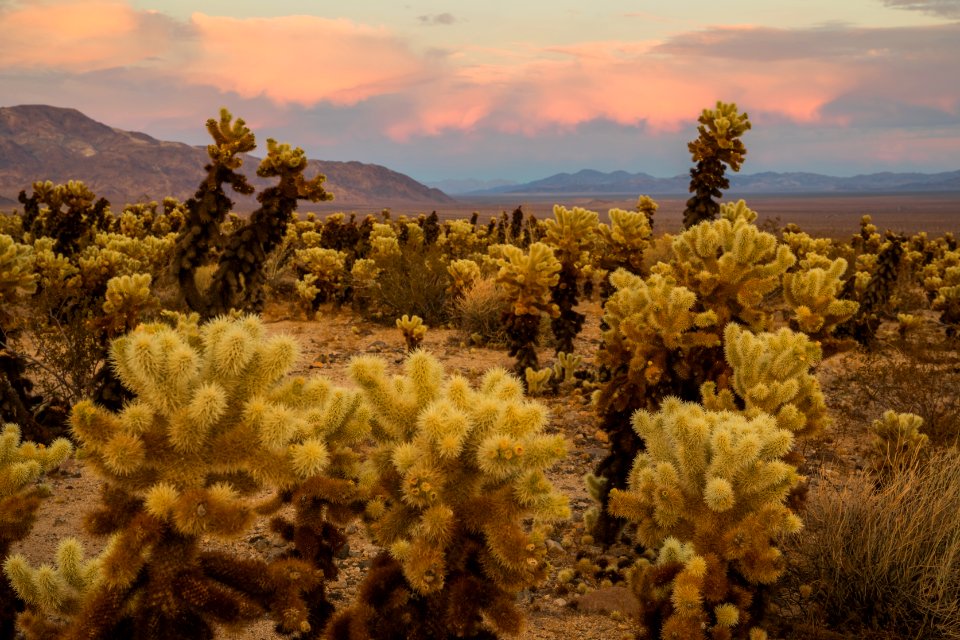 Cholla Cactus Garden at Sunset