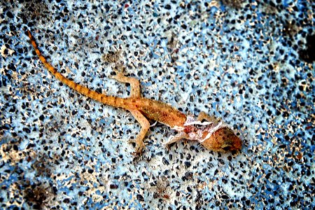 Baby Gecko photo