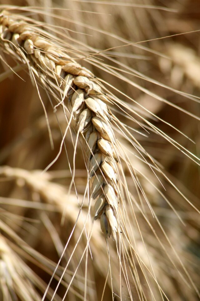 Cornfield wheatfield grain