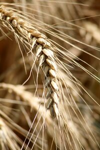 Cornfield wheatfield grain