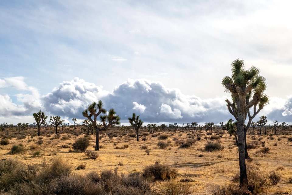 Joshua trees after a storm in Queen Valley photo