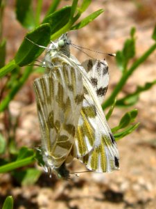 Becker's White Butterflies; Pontia beckerii photo