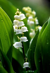 Le Muguet, fleur du 1er Mai photo