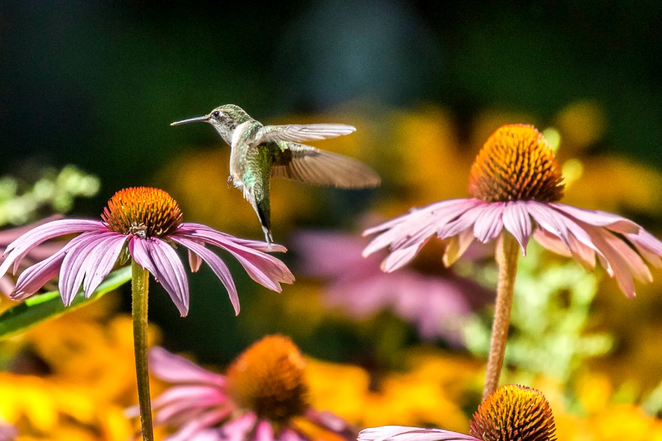 Dancing humming bird