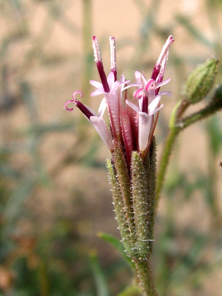 Desert palafox (Palafoxia arida); Pinto Basin photo