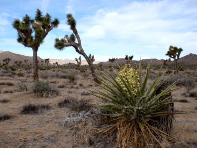 Mojave yucca (Yucca schidigera) and Joshua tree (Yucca brevifolia) photo