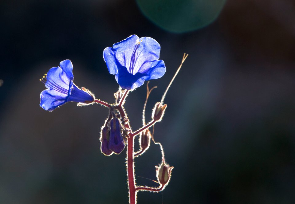 California bluebells (Phacelia campanularia)