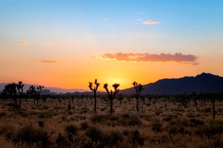 Joshua trees in Queen Valley at sunset photo