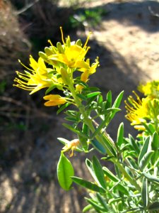 Bladderpod (Peritoma arborea); Indian Cove Nature Trail