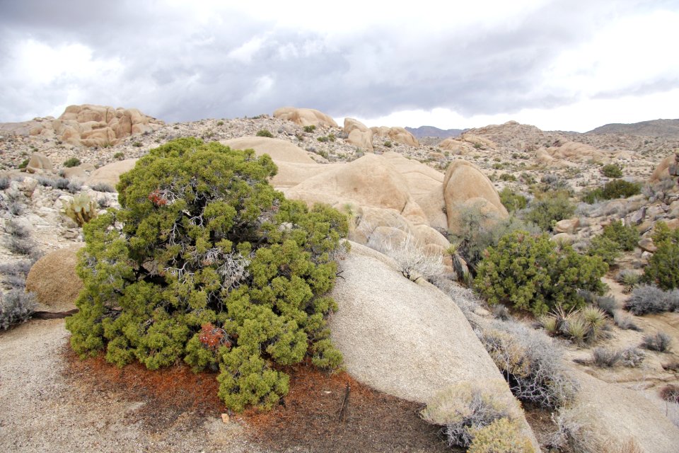 California juniper (Juniperus californica)