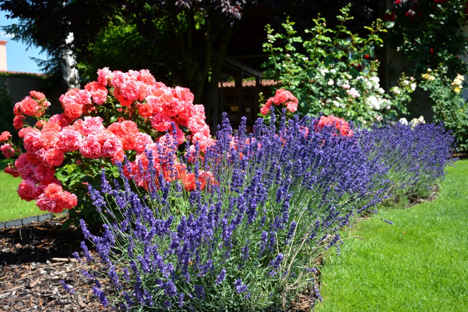 Nature summer plant