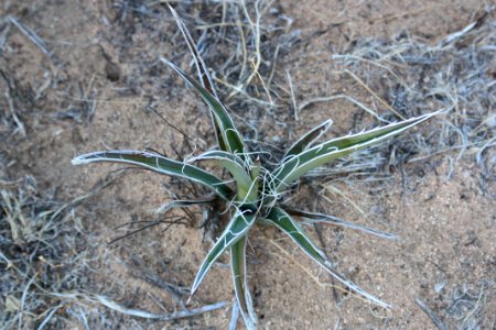 Yucca schidigera, Queen Valley photo