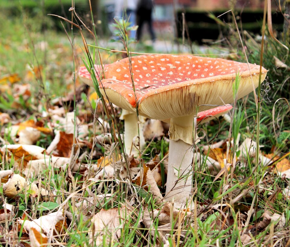 Autumn agaric forest