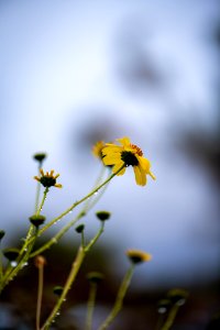 Brittlebrush (Encelia farinosa)