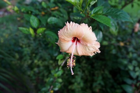 Blossom bloom plant