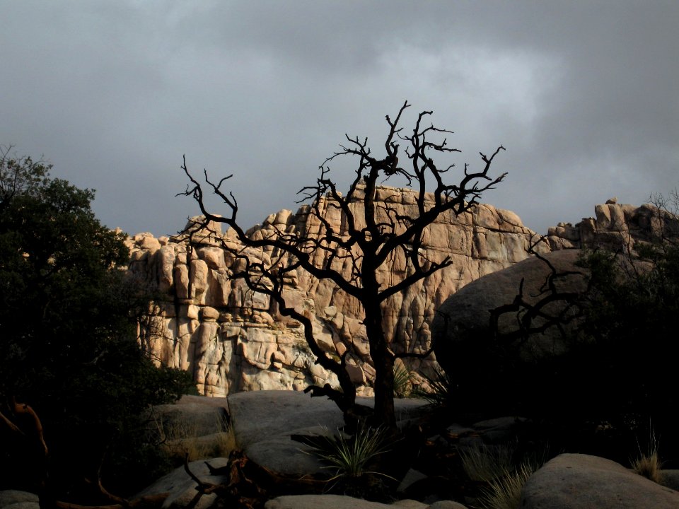 Single-leaf pine (Pinus monophylla) snag; Hidden Valley