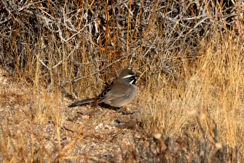 Black-throated sparrow (Amphispiza bilineata)