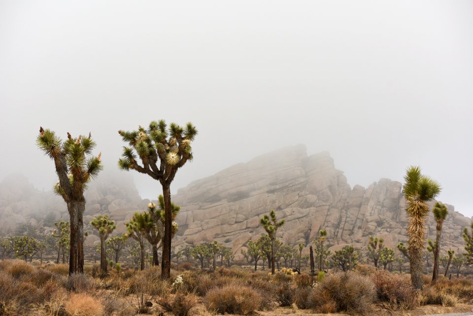 Foggy Day in Joshua Tree National Park