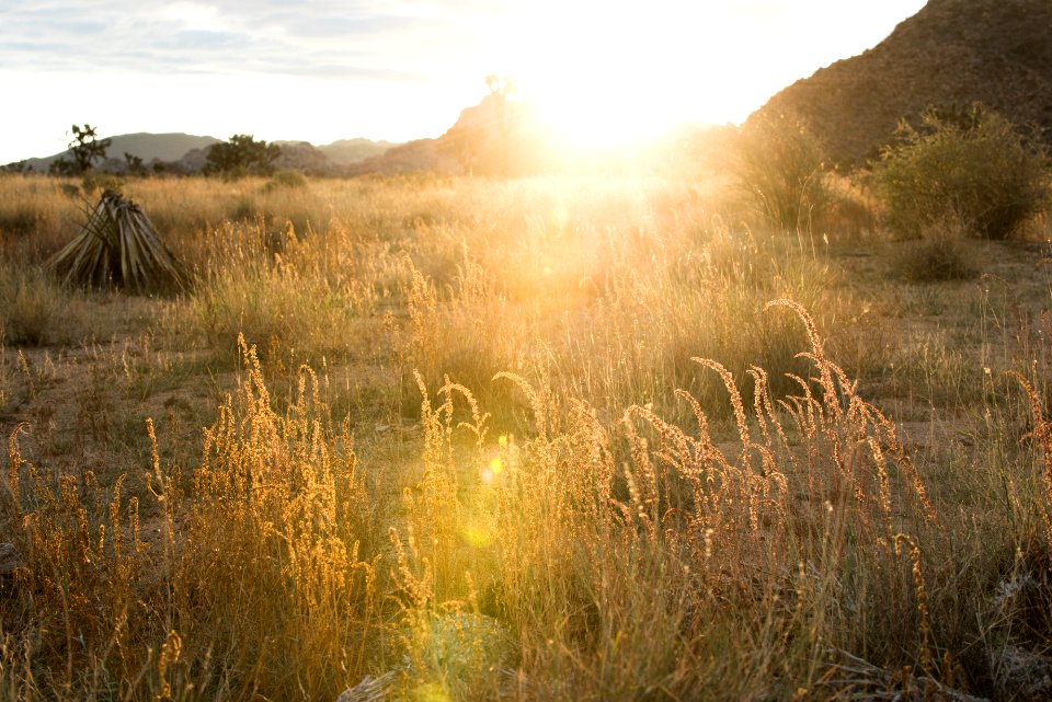 Fringed amaranth at sunrise