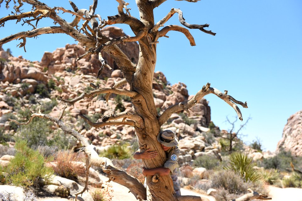 Hiker hugging a tree