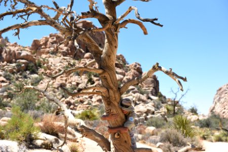 Hiker hugging a tree