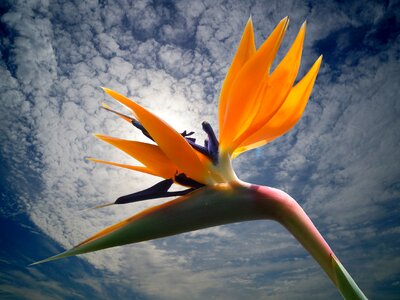 Bird of paradise flower bird of paradise blossom photo