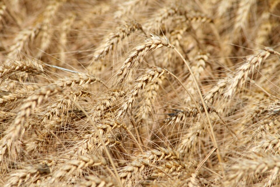 Cornfield wheatfield grain