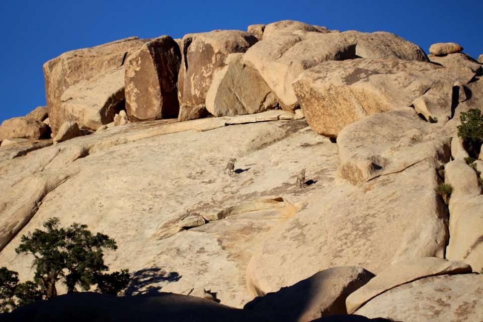 Desert Bighorn Sheep