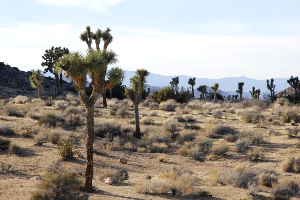 Sheep Pass Campground
